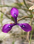 Moraea tripetala