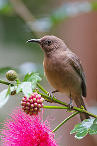 Dusky myzomela, by JJ Harrison