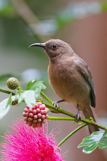 Dusky Honeyeater