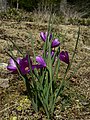 Olsynium douglasii