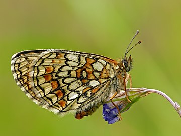 Heath fritillary