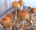 迷幻蘑菇(古巴裸蓋菇 Psilocybe cubensis)含有裸蓋菇鹼和脫磷酸裸蓋菇素