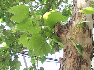 acerfolia platano