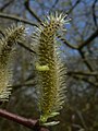 Salix sitchensis