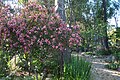 Thirty-year-old Indian hawthorn that has been pruned into a multi-trunked dwarf-like tree