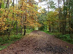 The mixed forest of Merimetsa.