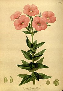 illustration of flower species