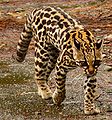 Leopardus wiedii Español: Tigrillo, caucel, manigordo English: Margay