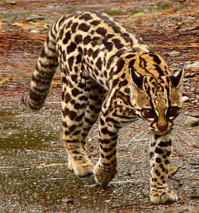 Tica, uma gato-maracajá de 9 meses de idade, no Observatório do Vulcão Arinal, Costa Rica