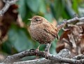 * Nomination Winter wren in Prospect Park --Rhododendrites 16:23, 25 January 2022 (UTC) * Promotion  Support Good quality. --Ermell 16:32, 25 January 2022 (UTC)