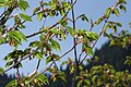 Acer circinatum