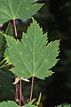 Acer glabrum