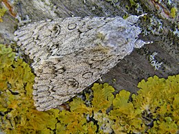 Acronicta aceris