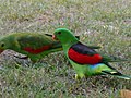 Thumbnail for Red-winged parrot