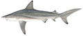 Blacktip shark (Carcharhinus limbatus)