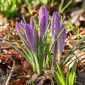 Crocus tommasinianus recouvert de quelques gouttes de pluie, dans le De Famberhorst (nl), Hollande. Février 2023.