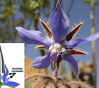 Escamas coronales señaladas en Borago officinalis.