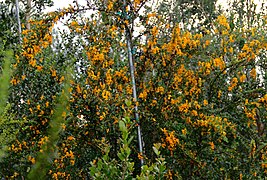 Brya Ebenus (Jamaican Rain Tree, Jamaican Ebony) (28259130754).jpg