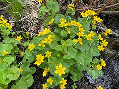 Caltha palustris 126680981.jpg