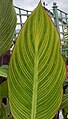 Canna (Italian Group) 'Bengal Tiger'