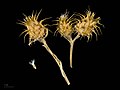  Centaurea melitensis