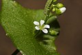 Claytonia perfoliata