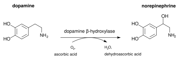 Dopamine is converted to norepinephrine by the enzyme dopamine β-hydroxylase. Ascorbic acid serves as a cofactor.