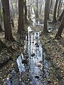 Erlen am Bachlauf im Cleeischen Wäldchen