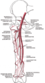 Arteria femoral y sus ramas principales - muslo derecho, vista anterior.