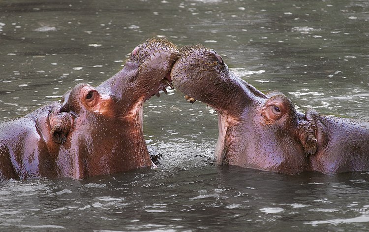 Обыкновенные бегемоты (Hippopotamus amphibius) в Зоопарке Уипснейд, Великобритания