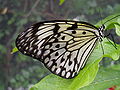 Paper Kite butterfly