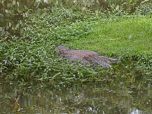 Brazilian jacare in water.