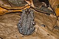 Leptobrachium smithi, Smith's litter frog - Kaeng Krachan National Park