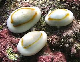 Fotografia mostrando espécimes de M. annulus; em Reunião, oceano Índico.