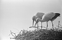 Čápi stavějící své hnízdo, Oudewater, 1960