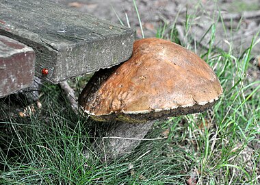 Kastanjeboleet (Boletus badius)