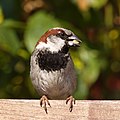 Kratek, močan kljun: domači vrabec (Passer domesticus)