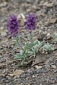 Phacelia sericea