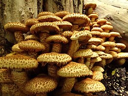 Žvynuotoji skujagalvė (Pholiota squarrosa)