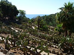 Opuntias en Pinya de Rosa.