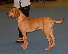 Plotthound-red1.jpg