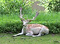 Damhirsch in einem Gehege bei der Paradeismühle in Röllbach am Spessart