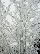 Rime ice, on top of Szczelinec Wielki, Poland