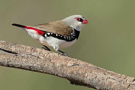 Diamond firetail, by JJ Harrison