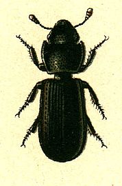 Tenebroides mauritanicus (Cadelle)