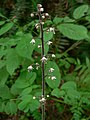 Tiarella trifoliata