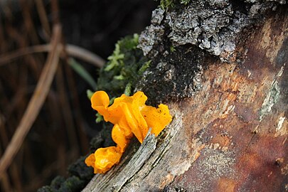 Onbekende paddenstoel in Vught (8 november)