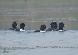 Tufted duck 03.jpg