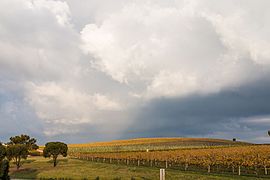 Vignoble en automne.