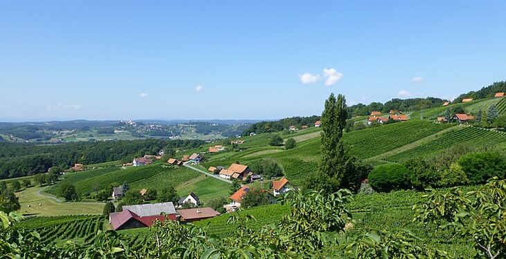 Rosenberg (456 m) vineyards, Straden at 5 km in August 2016